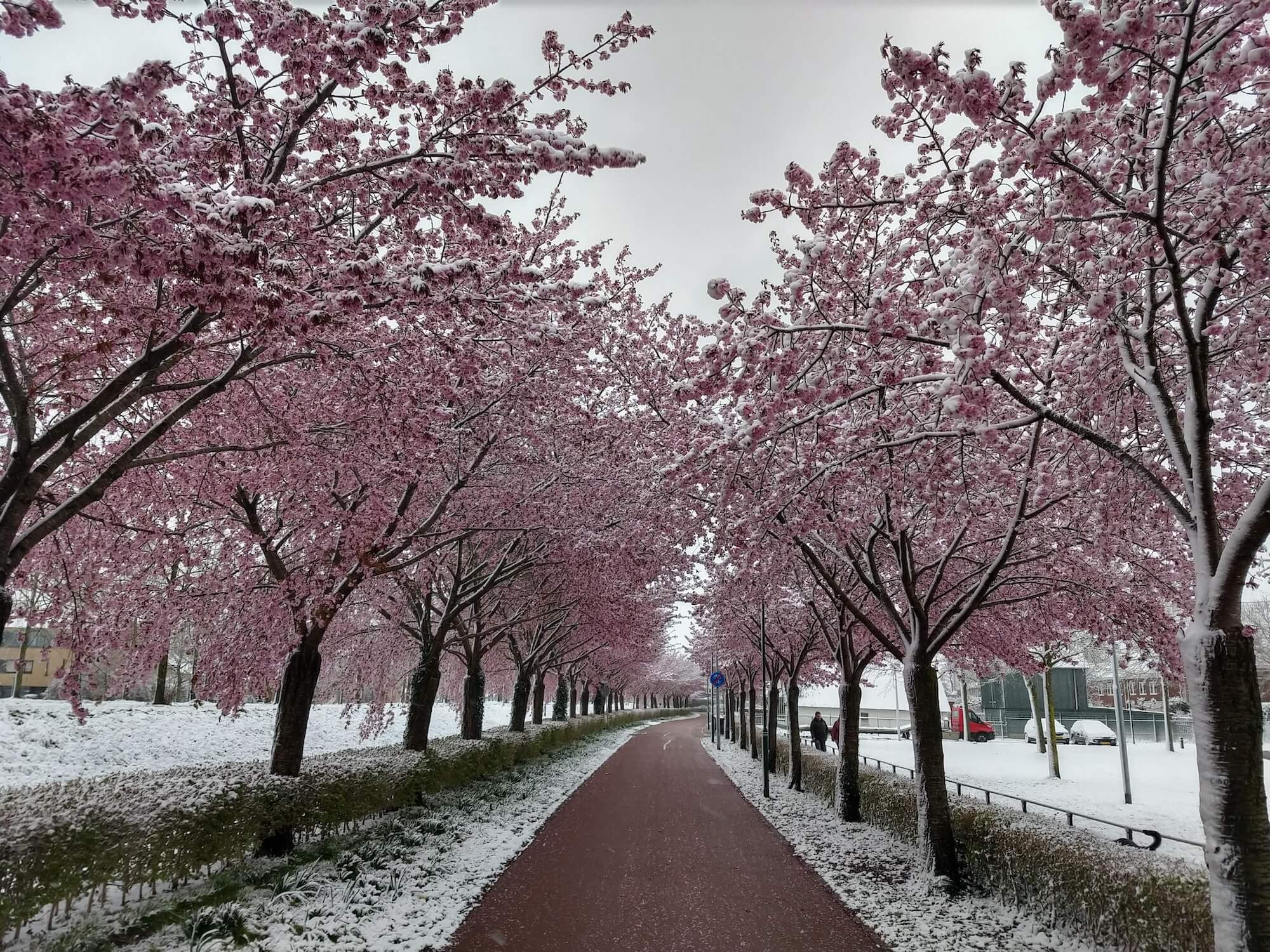 MariekeLaagland)fioto sneeuw
