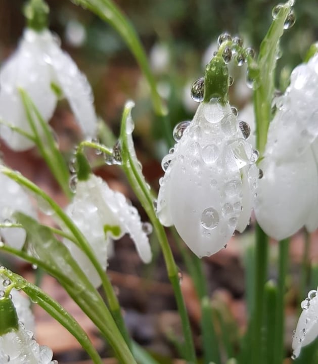 sneeuwklokje