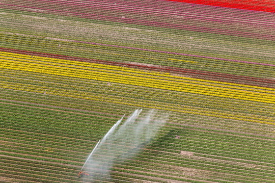 Tulpenveld